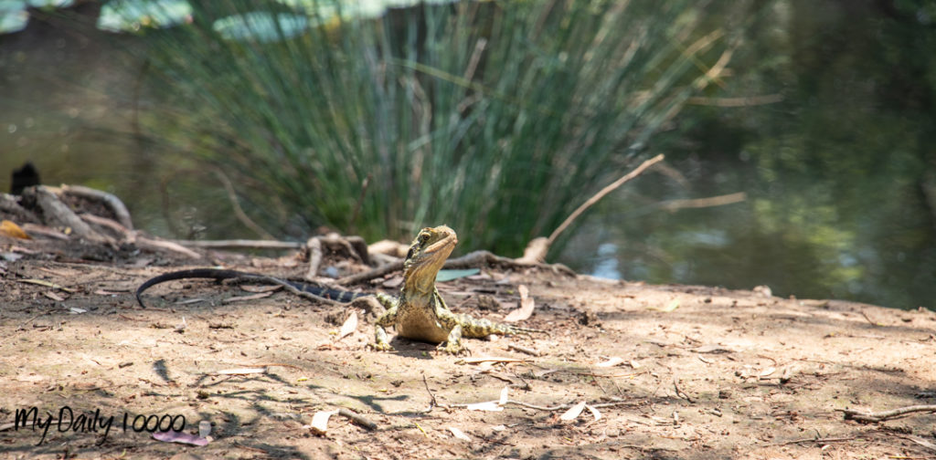 Fellmonger Park Wildlife - Lizard