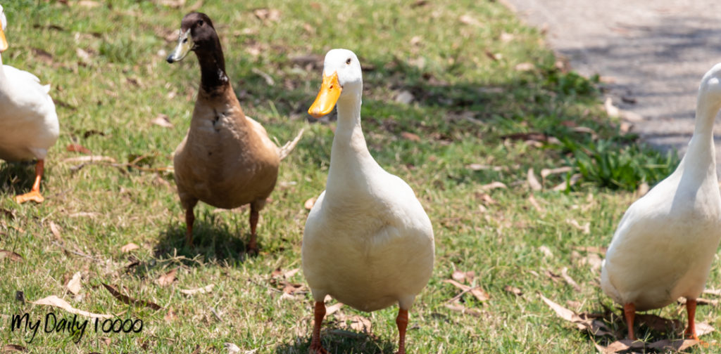 Fellmonger Park Wildlife - Ducks
